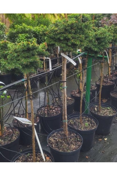 Picea abies Medusa on shtambe